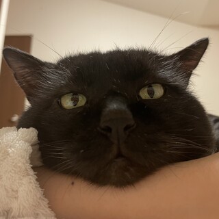 黒猫(大人)の元野良猫