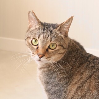 困り顔のそなくん