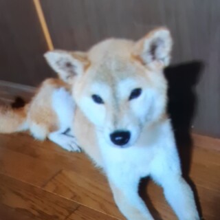 (募集一時停止)女の子の柴犬保護しました。