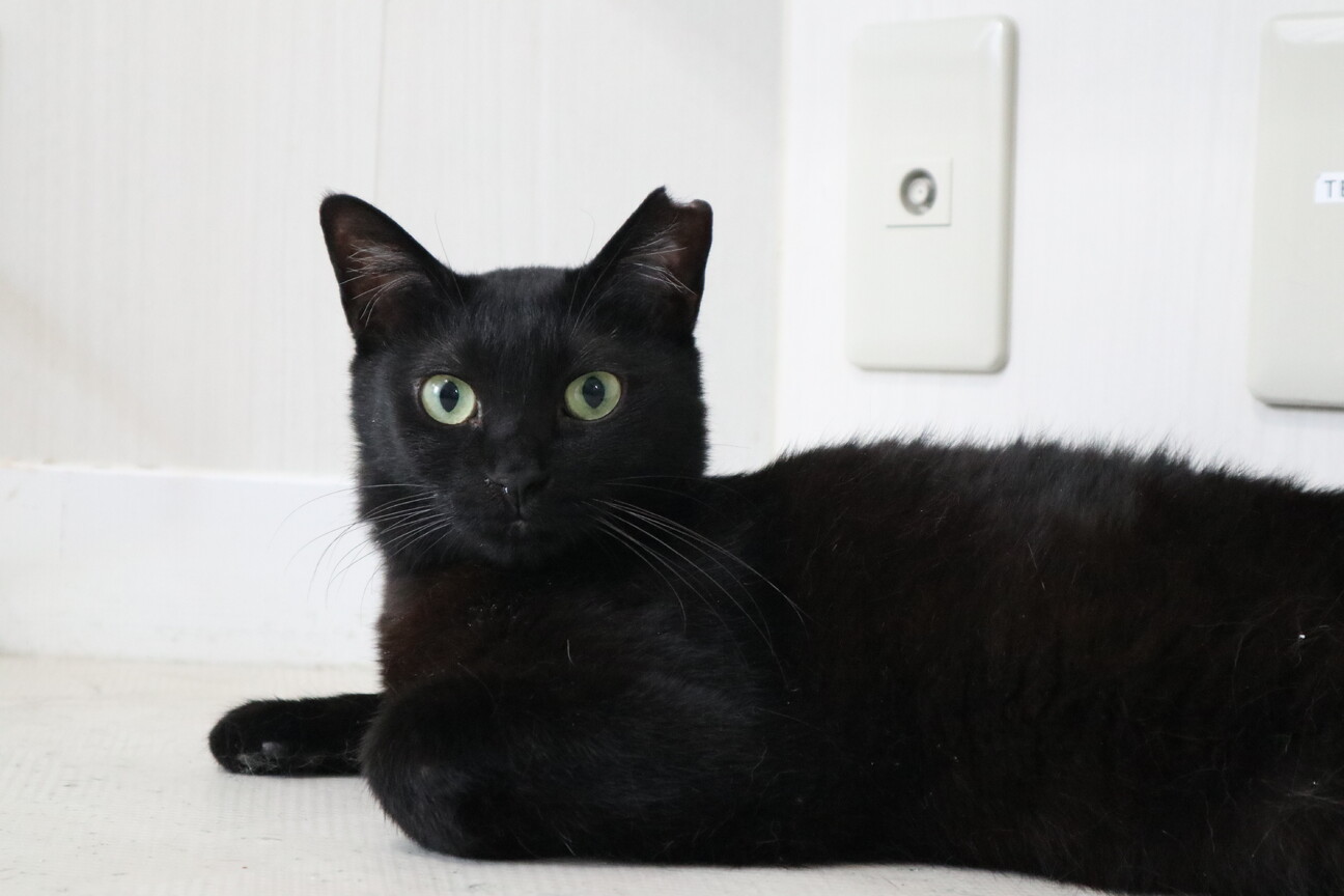 控えめな甘えたさん ニビちゃん」大阪府 - 猫の里親募集(503457