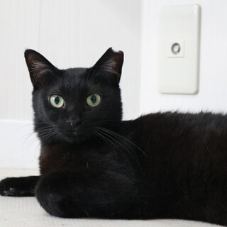 控えめな甘えたさん ニビちゃん