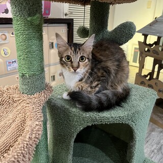 母ちゃん『コム』