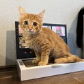 母ちゃん依存症『にっちも』