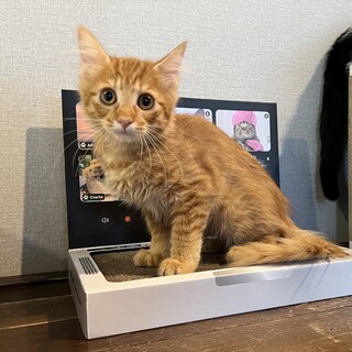 母ちゃん依存症『にっちも』