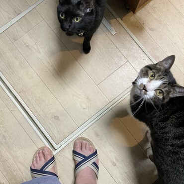 父ちゃんが床下で作業中、超不穏になる兄貴ふたり。父ちゃんが！父ちゃんが消えた！とw