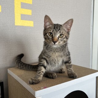 心優しきジャイアン『のらり』