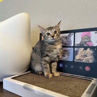 ちびギャング『くらり』