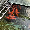コメット×朱文金の幼魚