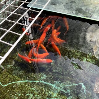 コメット×朱文金の幼魚