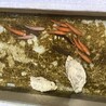 コメット×朱文金の幼魚 サムネイル2