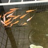 コメット×朱文金の幼魚 サムネイル3