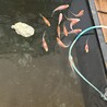 コメット×朱文金の幼魚 サムネイル5