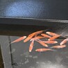 コメット×朱文金の幼魚 サムネイル6
