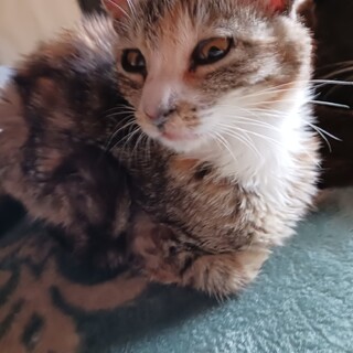 仔猫女の子マロン