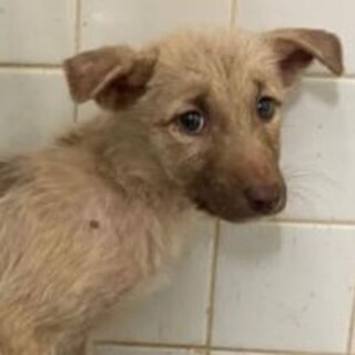 緊急！10月31日迄！　生後2ヶ月のまだ幼い子犬