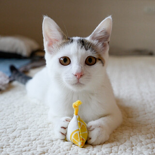 ふわふわ美人な女の子(10/26京都譲渡会)