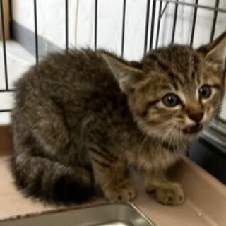 小さな子猫。優先期間10/31日迄