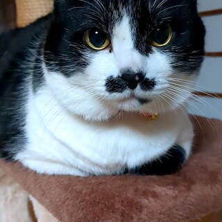 ご年配の方に。七歳白黒ジジ君