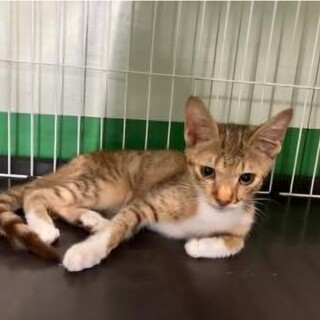 処分対象 急募 かわいい キジシロの子猫