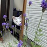 m.いがわ