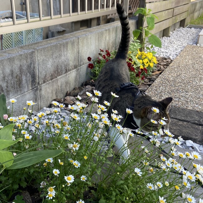 m.いがわのカバー写真