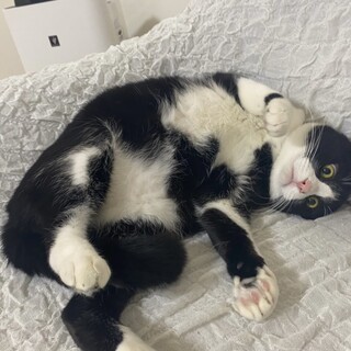 甘えん坊ハチワレ男の子