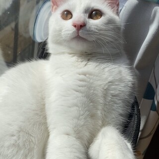 白猫マイペースな男の子