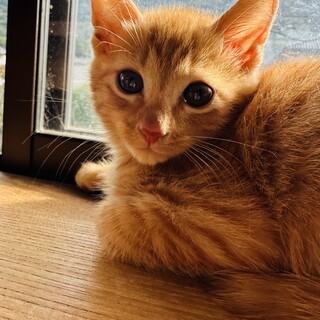 モフモフ長毛混じりの茶トラくん