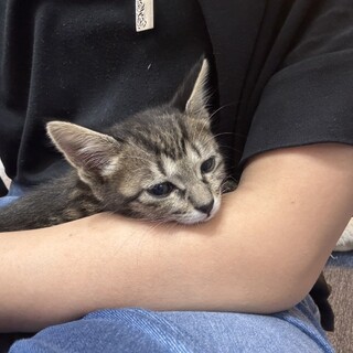 ゴロゴロキジトラ♪｢モモ｣ちゃん♪