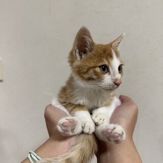 やんちゃで甘えん坊の可愛い男の子です！