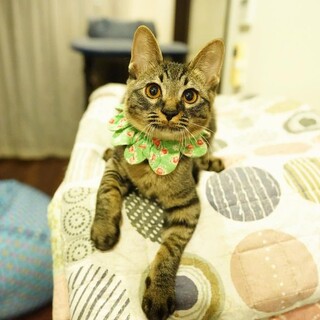 お目目がまん丸お顔もまん丸、チャーミングなどんくん