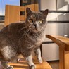 ブリティッシュショートヘアの女の子！ サムネイル3