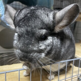 チンチラ♂スタンダードグレーの４歳です。