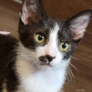 人とも猫とも穏やかに共生できるしろきじ＆はちわれ♂