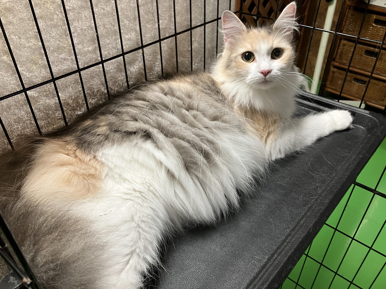 三毛猫ノルウェージャンの」長野県 - 猫の里親募集(503507) 1枚目の