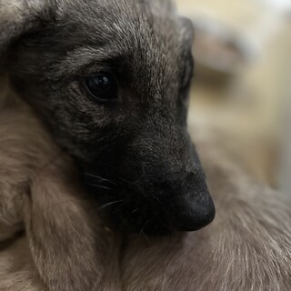 子犬でも殺処分対象❗️収容期限10/31迄