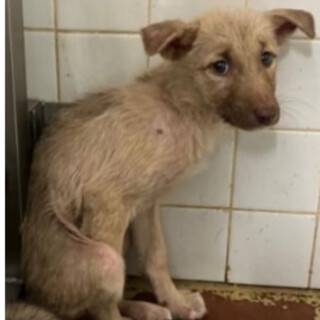 子犬でも殺処分対象❗️収容期限11/1迄