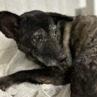 殺処分対象❗️収容期限11/1迄❗️延長なし