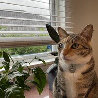 中田みみ子