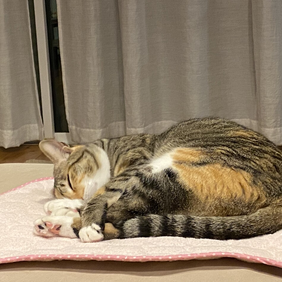 中田みみ子のカバー写真