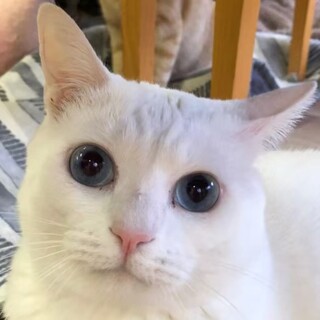 真っ白ボディ＆きらきらブルーアイฅ•ﻌ•´ฅ