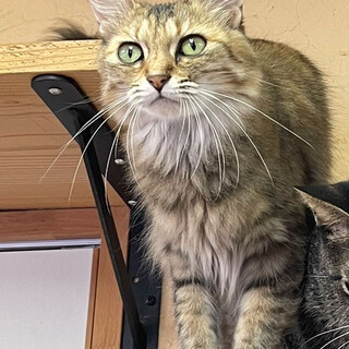 おとなしいゴロスリさん♡ฅ•ﻌ•´ฅ