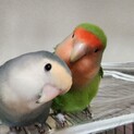 コザクラインコ　ペア　里親募集