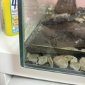 元気なミナミトビハゼ2匹！
