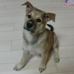 アニマルサポートわんわんわん猫と子犬の譲渡会 サムネイル3