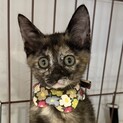 人慣れレベル最強：甘えたちゃんサビ猫子猫
