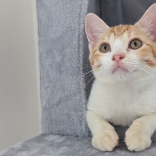 可愛い性格で大人しい女の子❤️