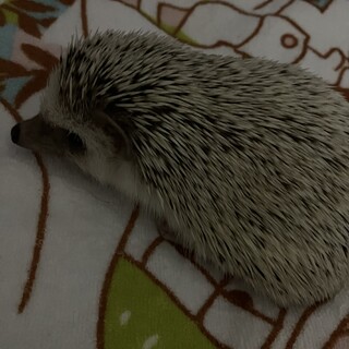 ハリネズミの男の子