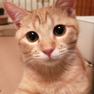 元気いっぱい！茶トラのミカンちゃん【メス6カ月】