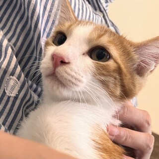 珍しい茶白の可愛い過ぎる女の子